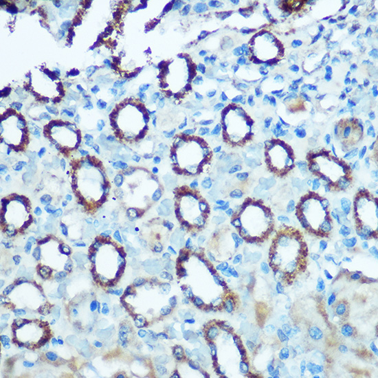 NDUFS4 antibody