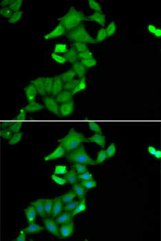 BLZF1 antibody