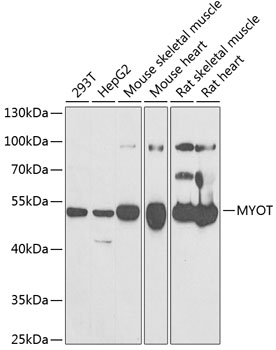 MYOT antibody