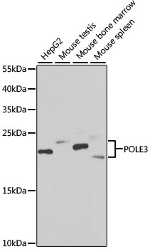 POLE3 antibody