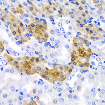 HPD antibody