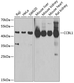 CCBL1 antibody