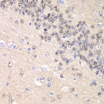 CCNC antibody
