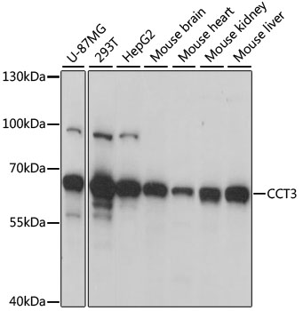 CCT3 antibody