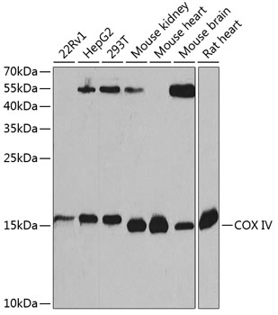 COX4I1 antibody