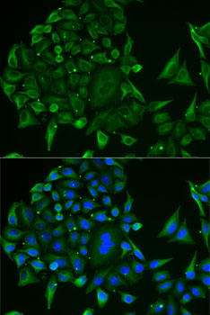 COX4I1 antibody