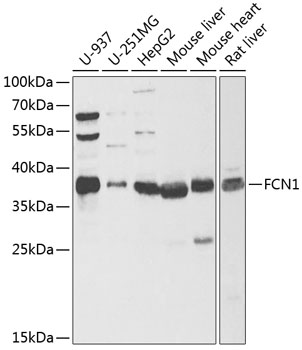 FCN1 antibody