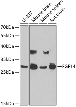 FGF14 antibody