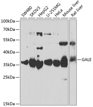 GALE antibody