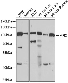 MFI2 antibody