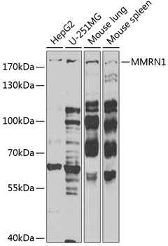 MMRN1 antibody