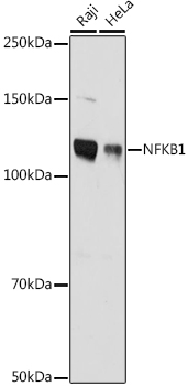 NFKB1 antibody