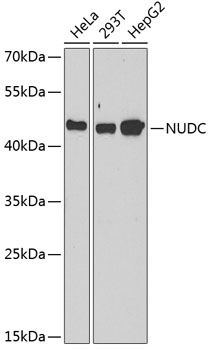 NUDC antibody