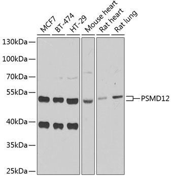 PSMD12 antibody