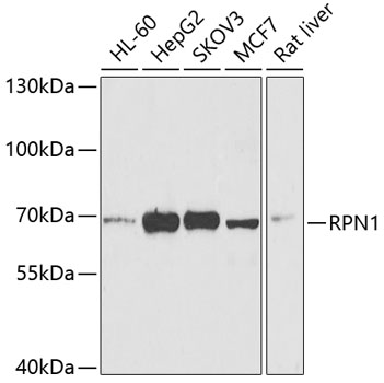 RPN1 antibody