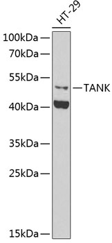 TANK antibody