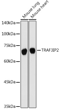 TRAF3IP2 antibody