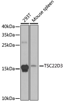 TSC22D3 antibody