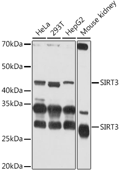 SIRT3 antibody
