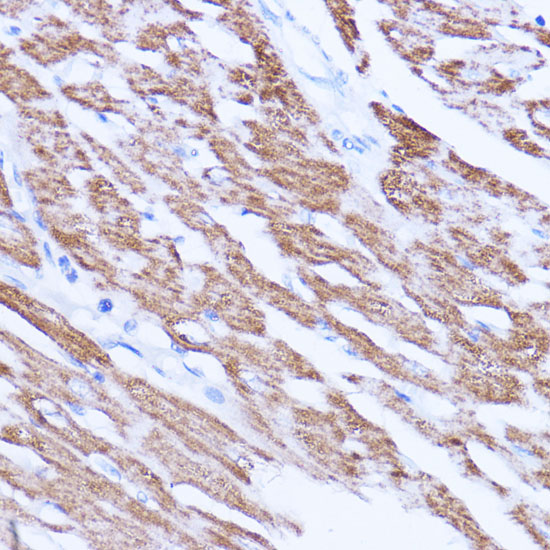 SIRT3 antibody
