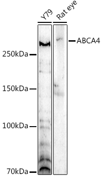 ABCA4 Rabbit Polyclonal Antibody