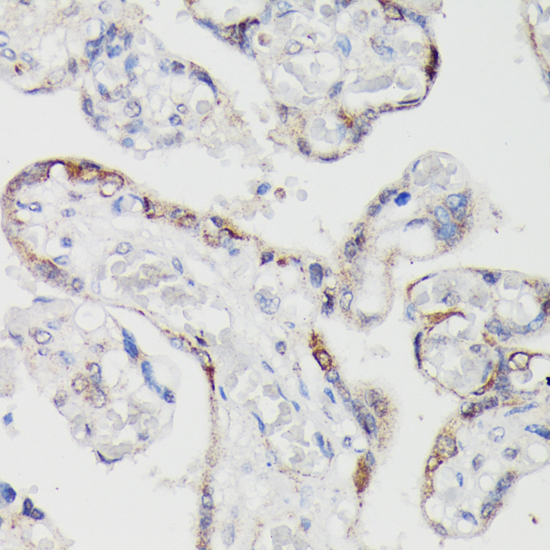 SPON2 Rabbit Polyclonal Antibody