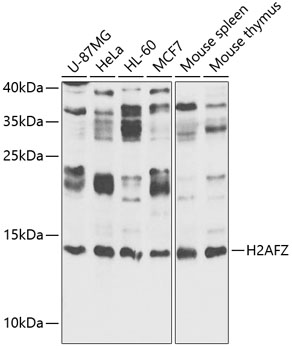 Histone H2A.Z Rabbit Polyclonal Antibody