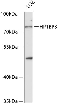 HP1BP3 Rabbit Polyclonal Antibody