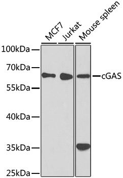 C6orf150 Rabbit Polyclonal Antibody