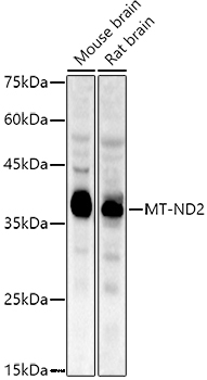 MT-ND2 Rabbit Polyclonal Antibody