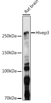 Hivep3 Rabbit Polyclonal Antibody