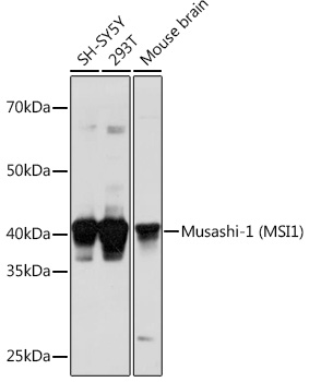MSI1 Rabbit Polyclonal Antibody