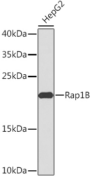 RAP1B Rabbit Polyclonal Antibody