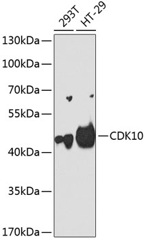 CDK10 Rabbit Polyclonal Antibody
