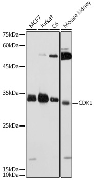 CDK1 Rabbit Polyclonal Antibody