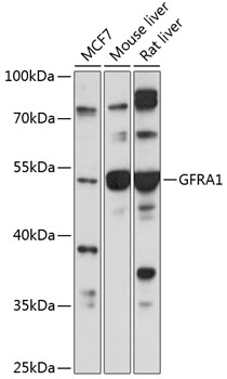 GFRA1 Rabbit Polyclonal Antibody