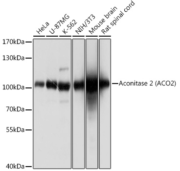 ACO2 Rabbit Polyclonal Antibody