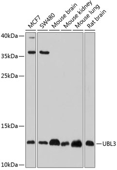 UBL3 Rabbit Polyclonal Antibody