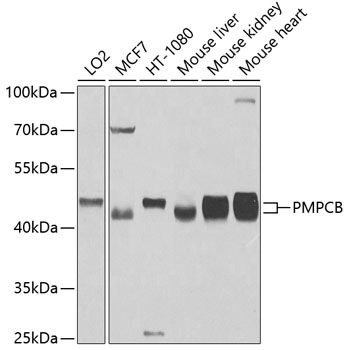 PMPCB Rabbit Polyclonal Antibody