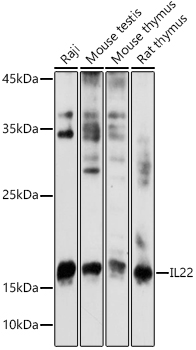 IL22 Rabbit Polyclonal Antibody