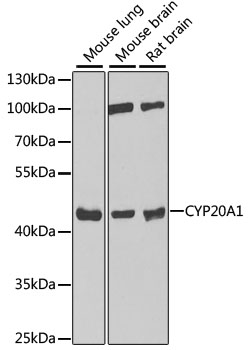 CYP20A1 Rabbit Polyclonal Antibody