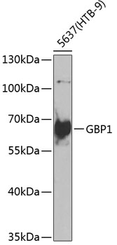 GBP1 Rabbit Polyclonal Antibody