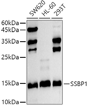 SSBP1 Rabbit Polyclonal Antibody