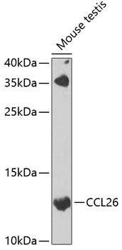 CCL26 Rabbit Polyclonal Antibody
