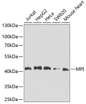 MPI Rabbit Polyclonal Antibody