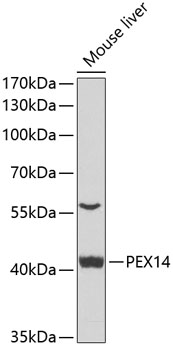 PEX14 Rabbit Polyclonal Antibody