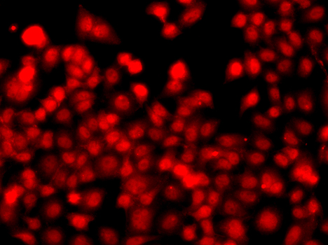 THAP1 Rabbit Polyclonal Antibody
