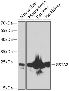 GSTA2 Rabbit Polyclonal Antibody