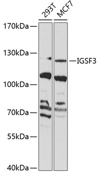 IGSF3 Rabbit Polyclonal Antibody