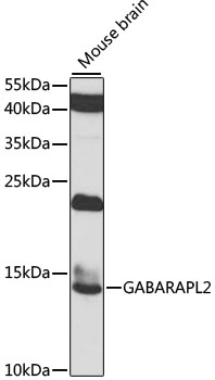 GABARAPL2 Rabbit Polyclonal Antibody
